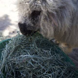 Fleece and Feast