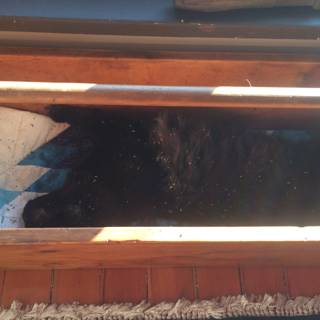 A Black Canine Resting in a Wooden Box