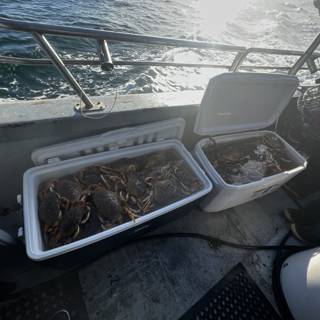 Crabs on Board