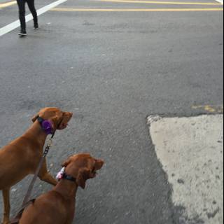 Dogs Strolling Through LA