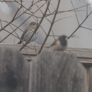 Fox Sparrow and House Sparrow in Winter Branches