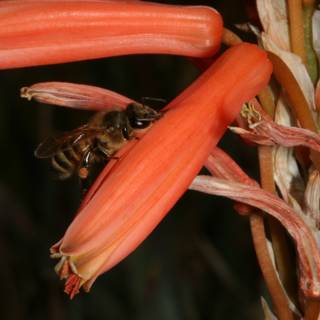 A Bee Collecting Nectar on a Red Rhubarb Flower