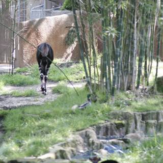 Giraffe Strolls Through Lush Zoo Trail