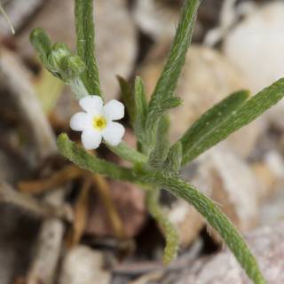 White Geranium Flower on Rocky Ground