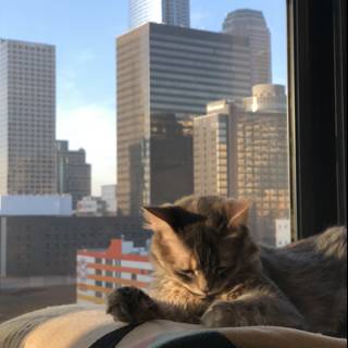 Urban Cat Nap