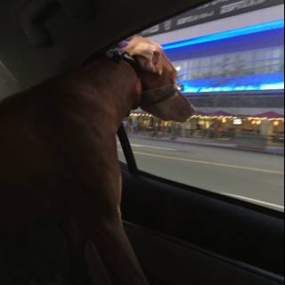 Road trip buddy