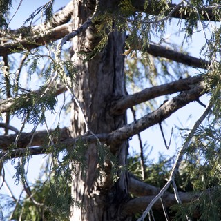 Weathered Tree Branches Against Winter Sky in Yosemite