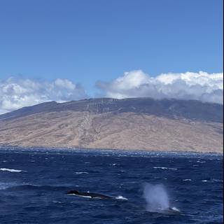Majestic Humpback Whale Swimming Near Hawaiian Mountain Range
