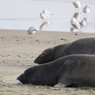 Elephant Seals Resting on Drakes Beach with Seabirds