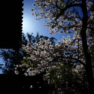 Cherry Blossoms in Kyoto Temple