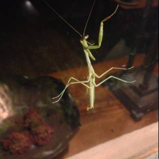 Hanging Praying Mantis