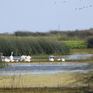 White Pelicans and Herons Wading in Wetland Marsh