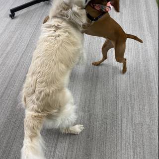 Canine Combat in the Office