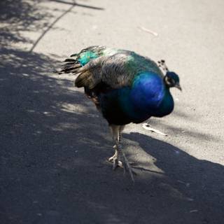 Pride of Peacock at SF Zoo