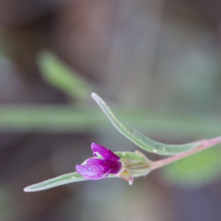 Tiny Magenta Bloom Emerges After Morning Rain