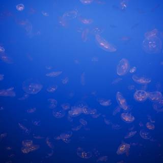 Ocean Ballet: A Congregation of Jellyfish