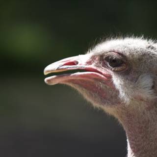 Majestic Ostrich Beak