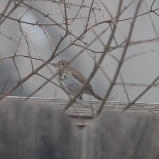 Hermit Thrush Perched Among Winter Thorns at Dusk