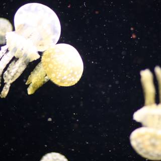 Graceful Jellyfish in their Natural Habitat