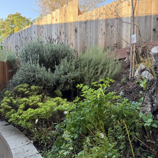 Backyard Garden with Weathered Wooden Fence and Plantings