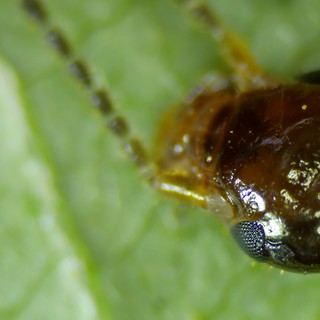 Extreme Macro Portrait of a Tiny Insect Head