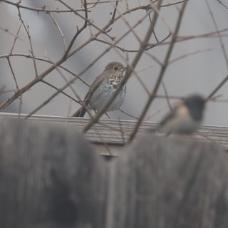Hermit Thrush Perched Among Bare Winter Branches