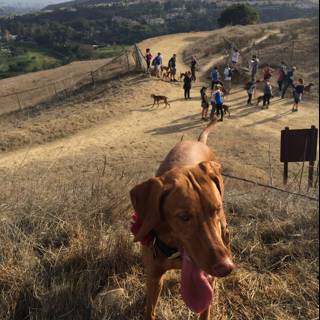 A Vizsla on a Hilltop