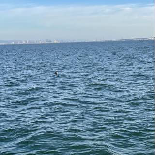 Seagull Swimming in San Francisco Bay