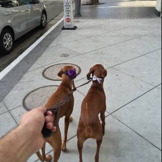 Two Dogs Enjoying a Walk in Los Angeles