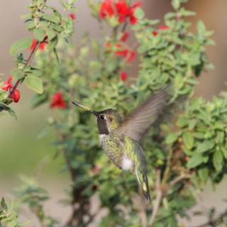 Hummingbird Harmony at Fort Mason