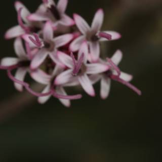 Pretty Pink and White Geranium Flower