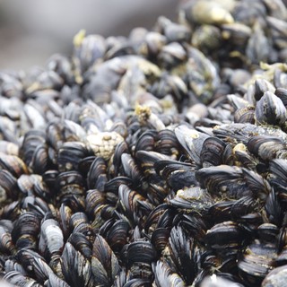 Dense Mussel Bed Colonizing Rocky Intertidal Shore