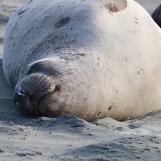 Resting Elephant Seal on Sandy Beach at Drakes Beach