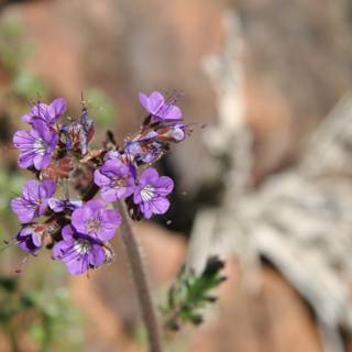 A Resilient Purple Geranium Thrives in the Desert