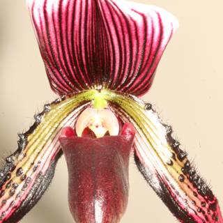 Elegant Orchid with Extended Petal