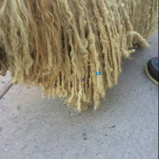 Long-haired Canine on Santa Fe Sidewalk