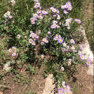 A Group of Vibrant Purple Flowers on Rocky Soil