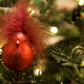 Red Ornament Nestled in Fluffy Christmas Tree Decoration