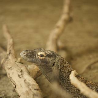 Majestic Monitor Lizard