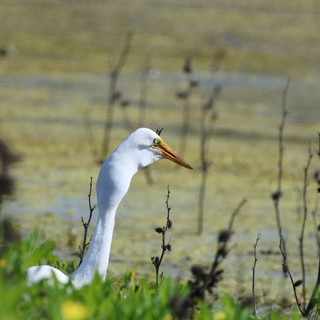 Great Egret Hunting by Shallow Wetland Waters