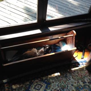 Cozy Cat in Wood Drawer