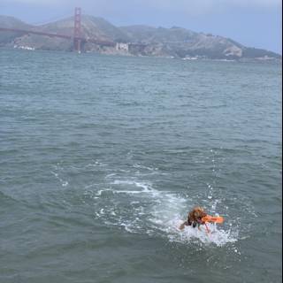 Canine Water Adventures