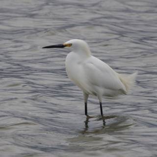 Graceful Guardian of the Bay