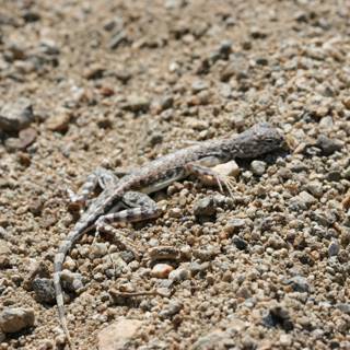 Tiny Lizard in the Desert