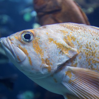 Golden-Spotted Fish in Aquarium Close-Up Portrait