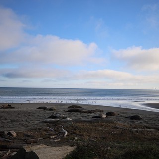 Elephant Seals Resting on Drakes Beach at Dusk