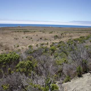 Coastal Prairie Serenity