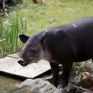 A Day at SF Zoo: Encounter with the Mysterious Black Mammal