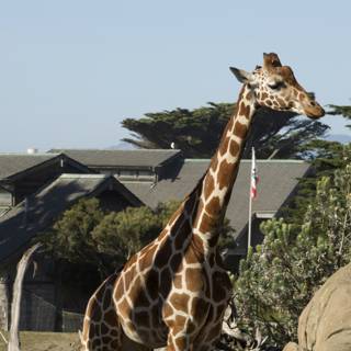 Urban Serengeti: A Day at the SF Zoo