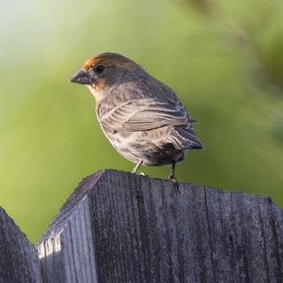 Perched Beauty